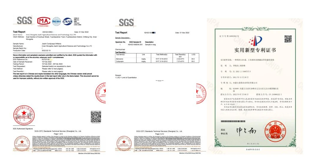 Cordyceps Pupae Fruiting Bodies Vacuum Lyophilization Low Price Nutrition