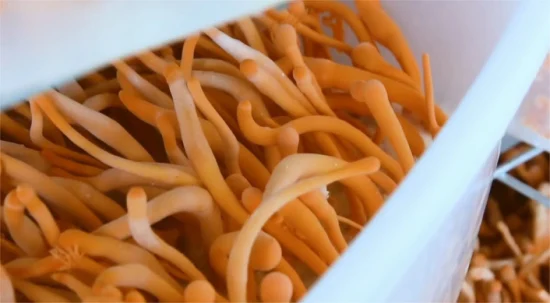 Cordyceps Pupes Organes de fructification Lyophilisation sous vide Nutrition à bas prix