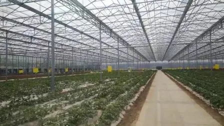 Serre en polycarbonate monocouche de type Venlo pour fleurs/légumes/plantation/ferme/aquaculture/élevage/élevage/restaurant écologique avec système hydroponique